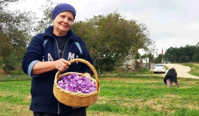 Safranbolu’da Pahalı Baharat Safranın Çiçeklenmesi Artıyor