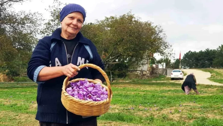 Safranbolu’da Pahalı Baharat Safranın Çiçeklenmesi Artıyor